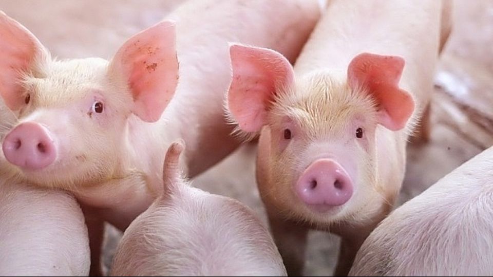 Giá heo hơi ngày 19/8/2025: Tiếp tục giảm tại cả ba miền