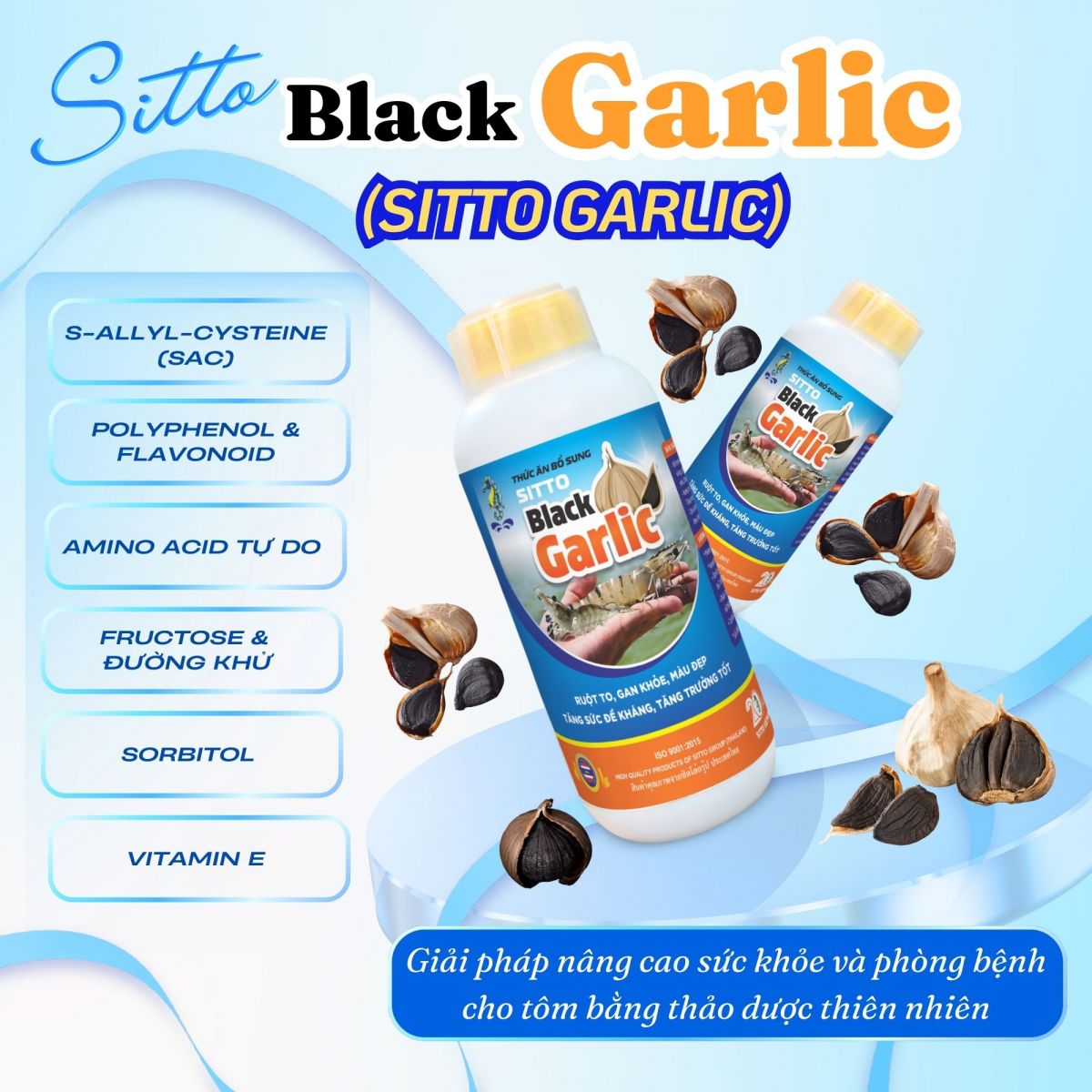 Sitto Black Garlic – Giải pháp nâng cao sức khỏe và phòng bệnh cho tôm bằng thảo dược thiên nhiên