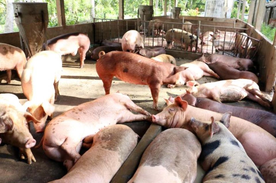Giá heo hơi ngày 20/8/2025: Tiếp tục lao dốc, nhiều địa phương rơi xuống dưới 60.000 đồng/kg