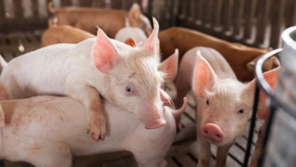 Giá heo hơi ngày 21/8/2025: Đà giảm kéo dài tại cả ba miền
