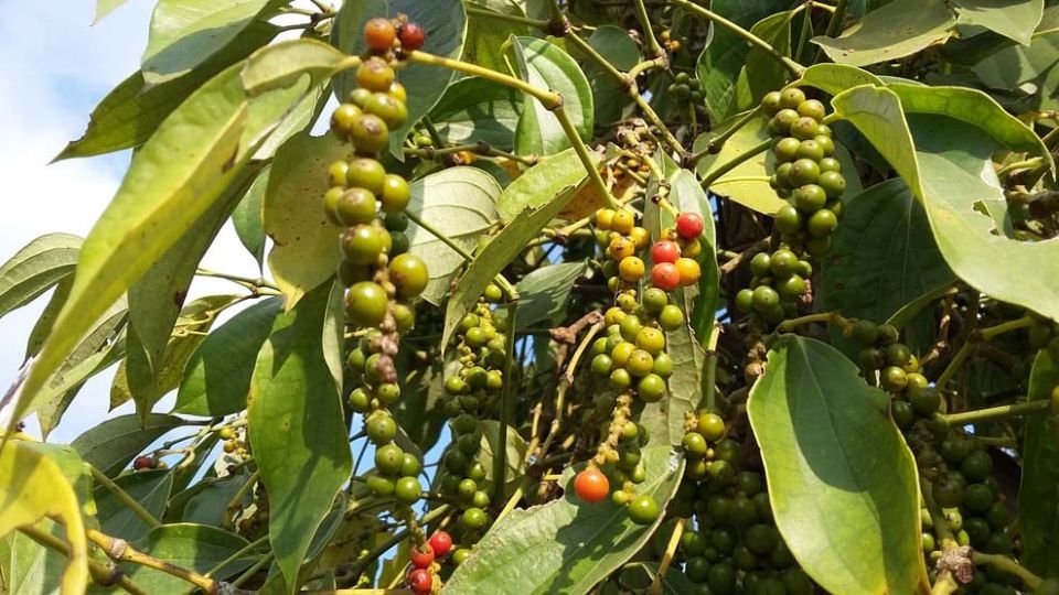 Giá nông sản ngày 26/8/2025: Cà phê đảo chiều giảm, hồ tiêu bật tăng mạnh