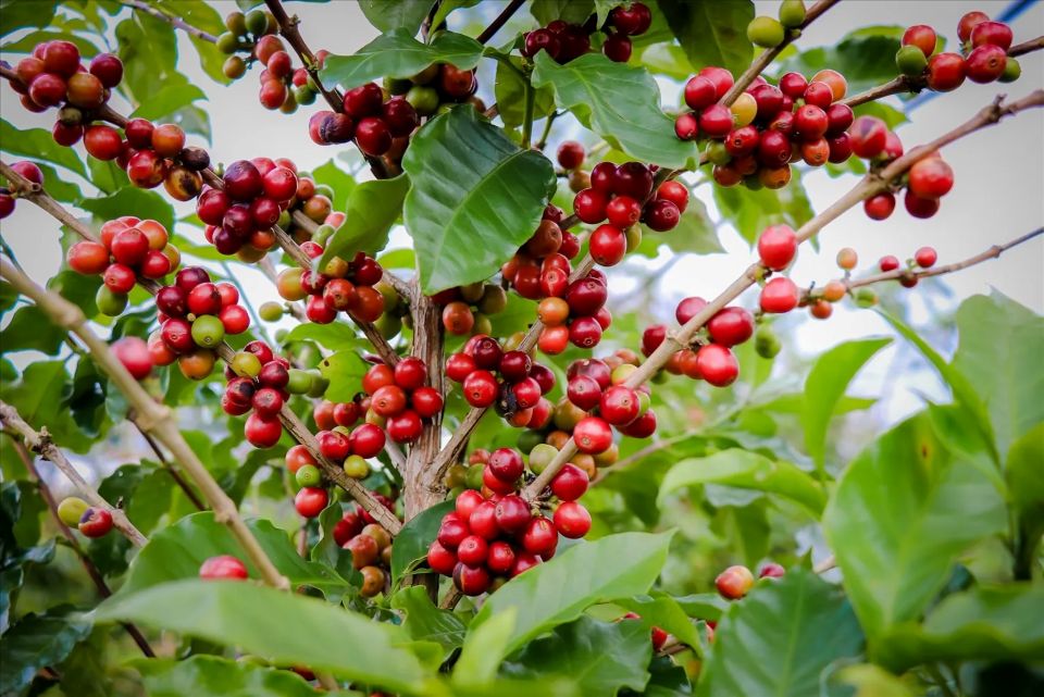 Giá nông sản ngày 28/8/2025: Hồ tiêu bật tăng mạnh, đạt 150.000 đồng/kg