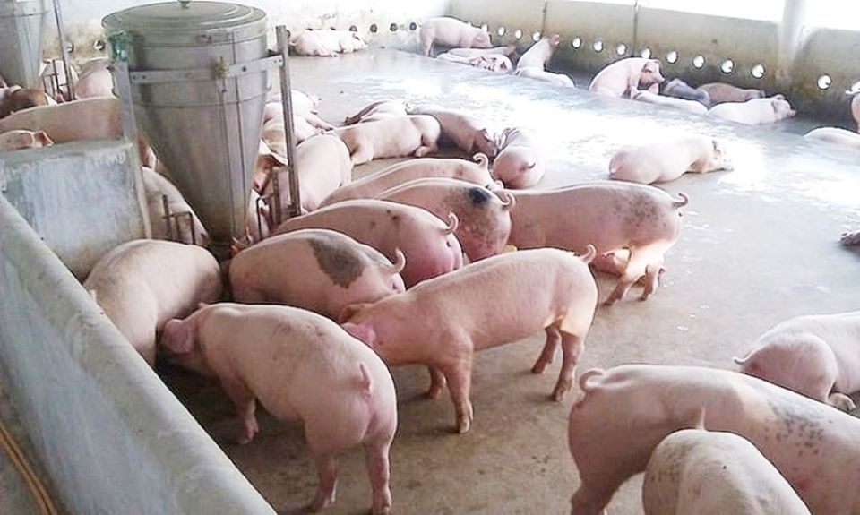 Giá heo hơi ngày 31/8/2025: Miền Bắc nhích nhẹ 1.000 đồng/kg