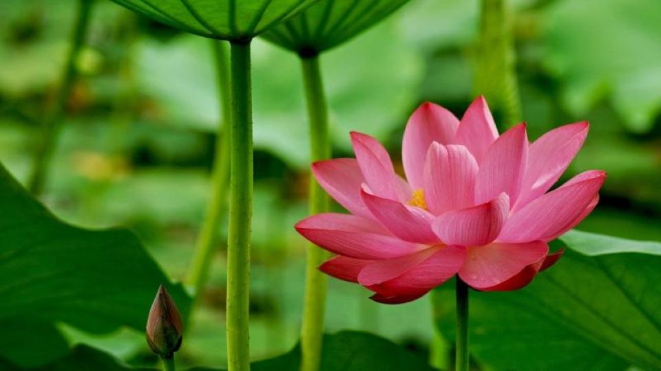 Tử vi ngày 4/9/2025 của 12 cung hoàng đạo: Bạch Dương tài lộc không được tốt