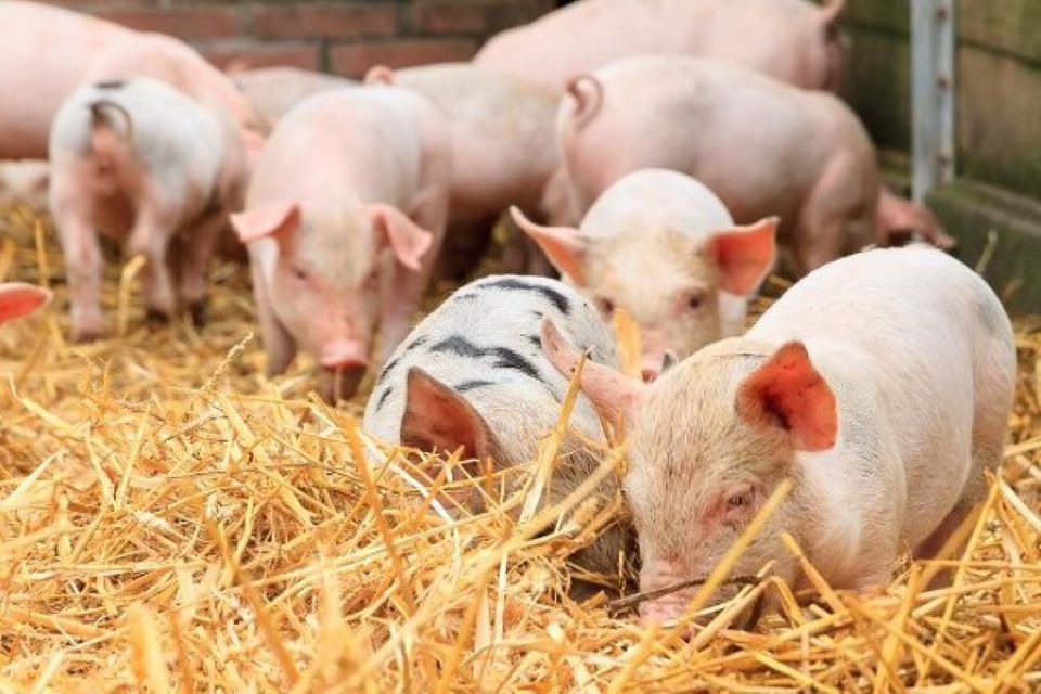 Giá heo hơi ngày 4/9/2025: Tăng nhẹ 1.000 đồng/kg tại miền Bắc