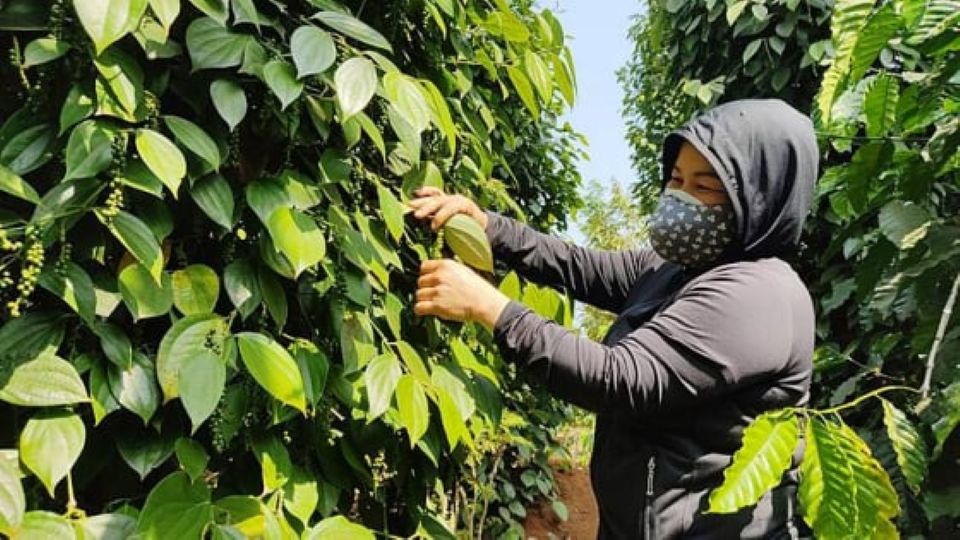 Giá nông sản ngày 4/9/2025: Cà phê lao dốc, hồ tiêu tiếp tục tăng