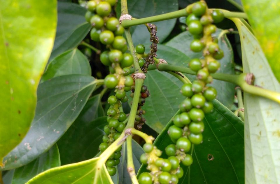 Giá nông sản ngày 5/9/2025: Cà phê tăng nhẹ, hồ tiêu lao dốc