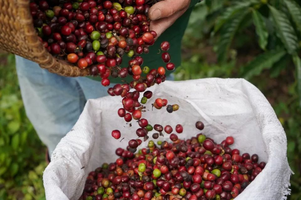 Giá nông sản ngày 7/9/2025: Cà phê và hồ tiêu cùng giảm mạnh
