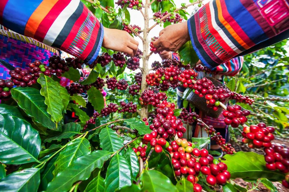 Giá nông sản ngày 8/9/2025: Cà phê và hồ tiêu cùng đi ngang