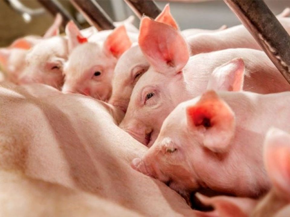 Giá heo hơi ngày 9/9/2025: Tăng mạnh từ 1.000 – 3.000 đồng/kg ở cả ba miền