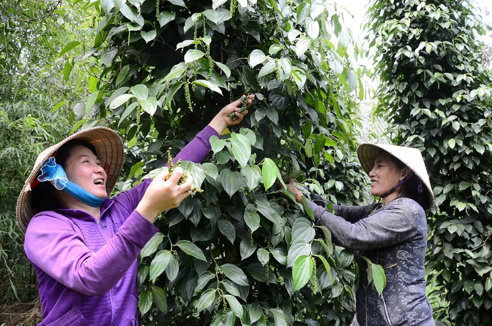 Giá nông sản ngày 11/9/2025: Cà phê đảo chiều giảm nhẹ, hồ tiêu ổn định