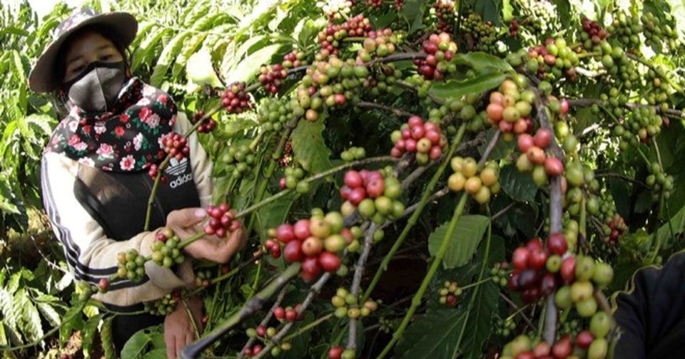 Giá nông sản ngày 12/9/2025: Cà phê bật tăng mạnh, hồ tiêu đảo chiều giảm