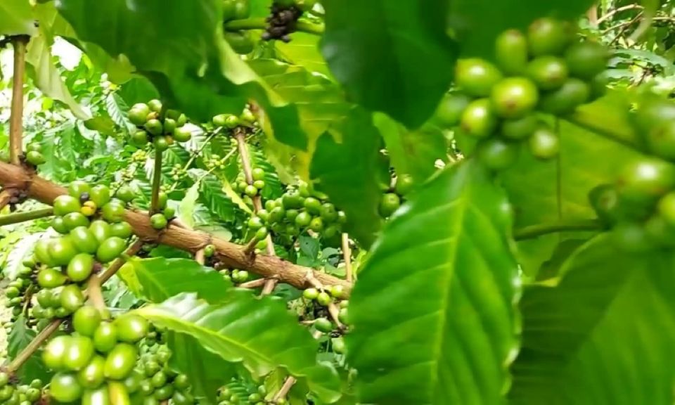 Giá nông sản ngày 14/9/2025: Cà phê tiếp tục tăng mạnh, hồ tiêu đi ngang