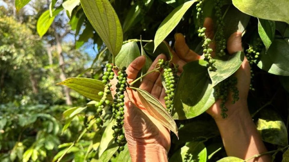 Giá nông sản ngày 14/9/2025: Cà phê tiếp tục tăng mạnh, hồ tiêu đi ngang