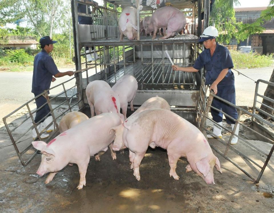 Giá heo hơi ngày 15/9/2025: Tiếp tục đi ngang trên cả nước