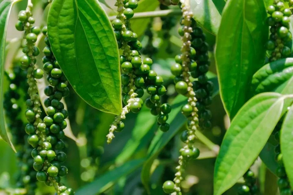 Giá nông sản ngày 15/9/2025: Cà phê cùng hồ tiêu ổn định ở mức cao