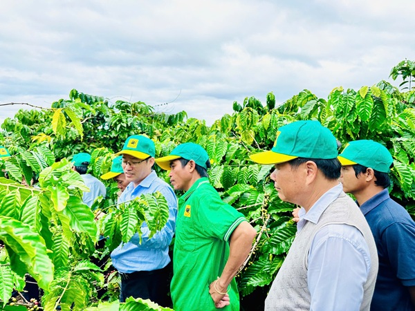 Tại sao cần canh tác cà phê thông minh