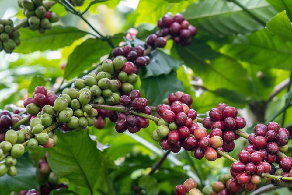 Giá nông sản ngày 17/9/2025: Cà phê bật tăng mạnh, hồ tiêu neo ở mức cao