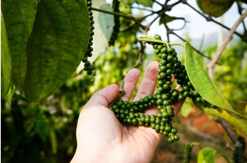 Giá nông sản ngày 17/9/2025: Cà phê bật tăng mạnh, hồ tiêu neo ở mức cao