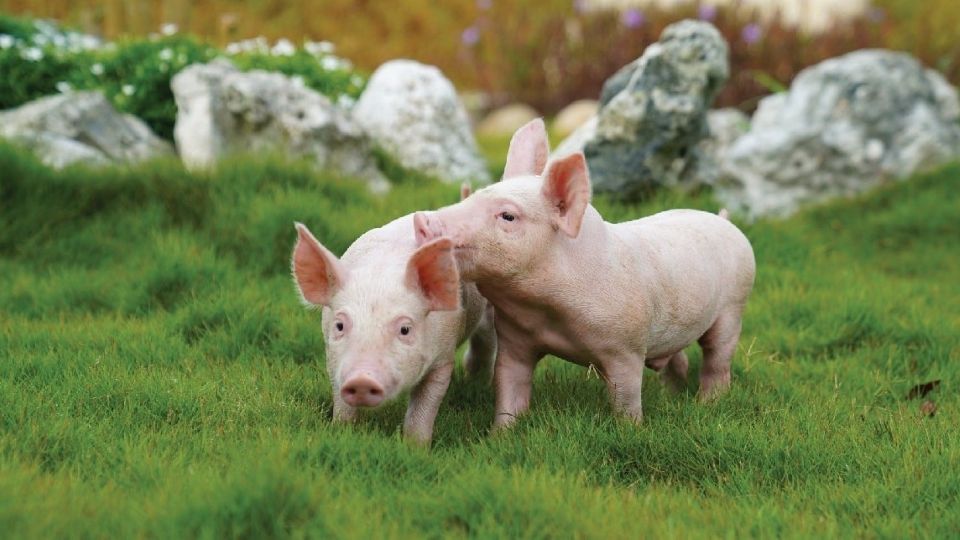 Giá heo hơi ngày 19/9/2025: Tiếp tục hạ nhiệt tại nhiều địa phương