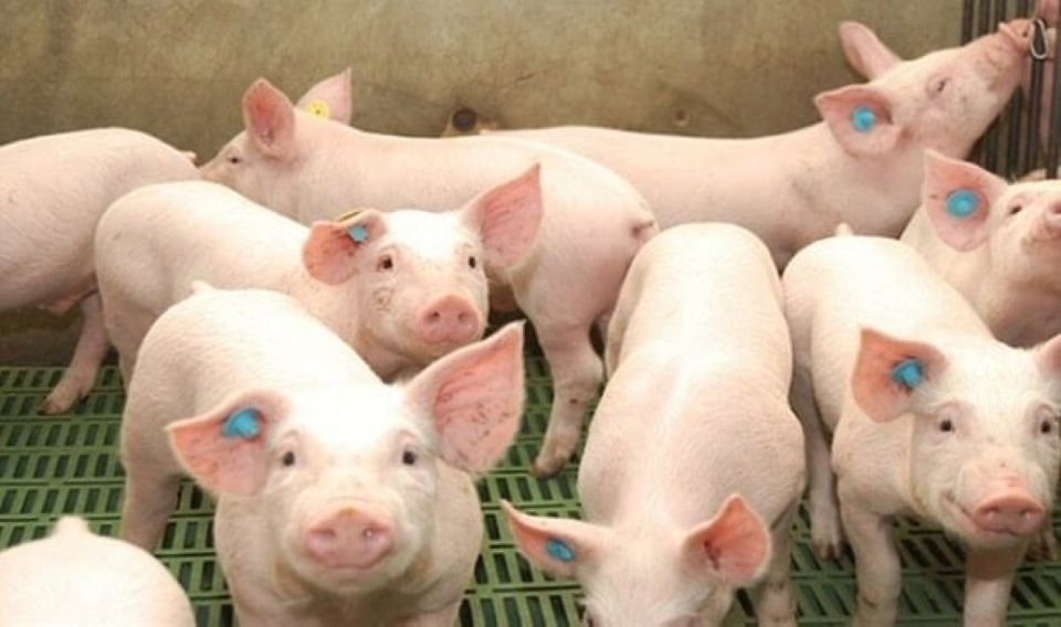 Giá heo hơi ngày 20/9/2025: Ổn định trên cả nước