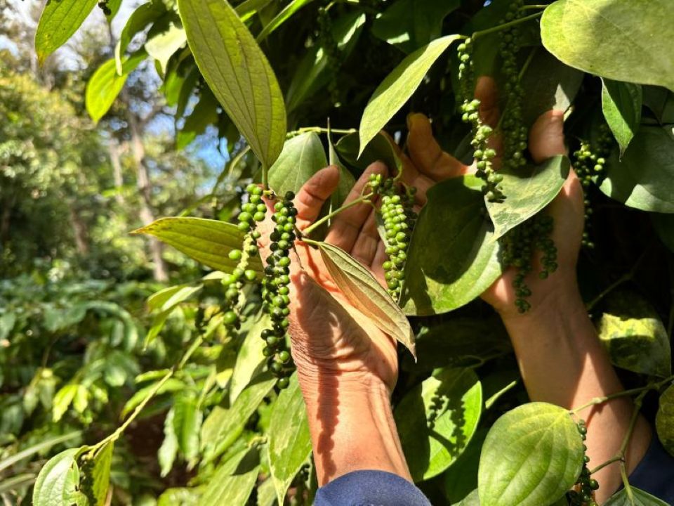 Giá nông sản ngày 20/9/2025: Cà phê và hồ tiêu cùng đi ngang
