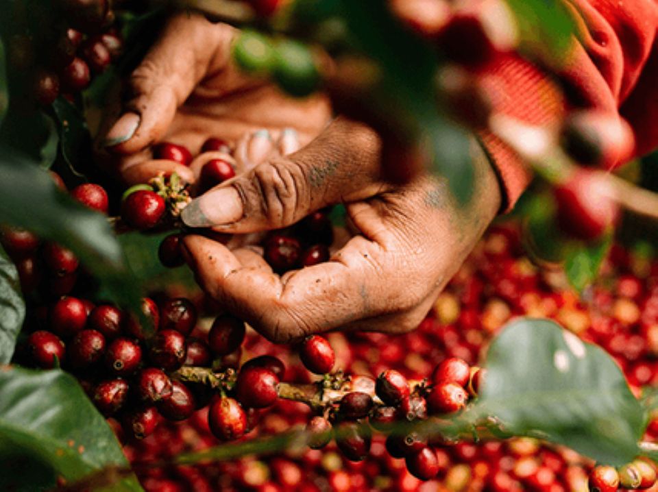 Giá nông sản ngày 25/9/2025: Cà phê giảm mạnh, hồ tiêu tăng 1.000 đồng/kg