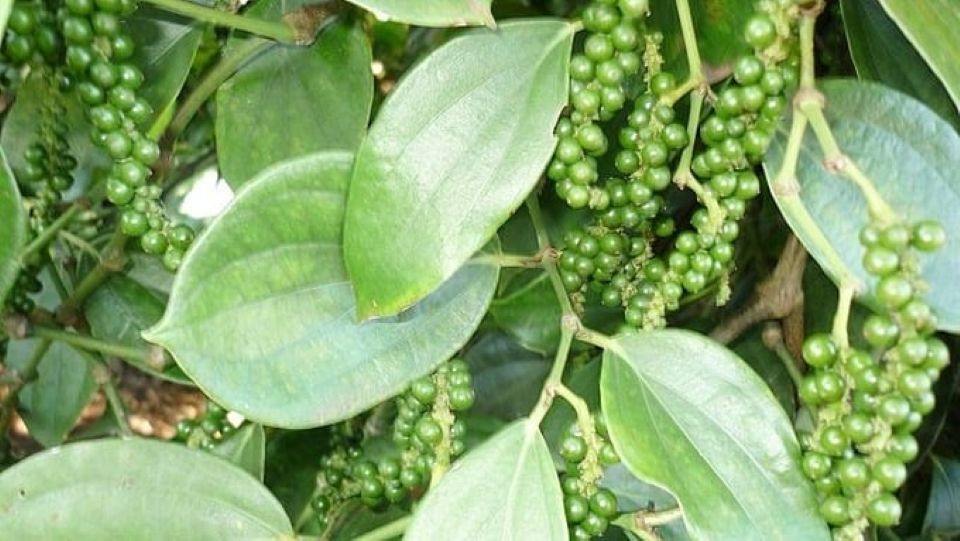Giá nông sản ngày 29/9/2025: Cà phê và hồ tiêu cùng đi ngang