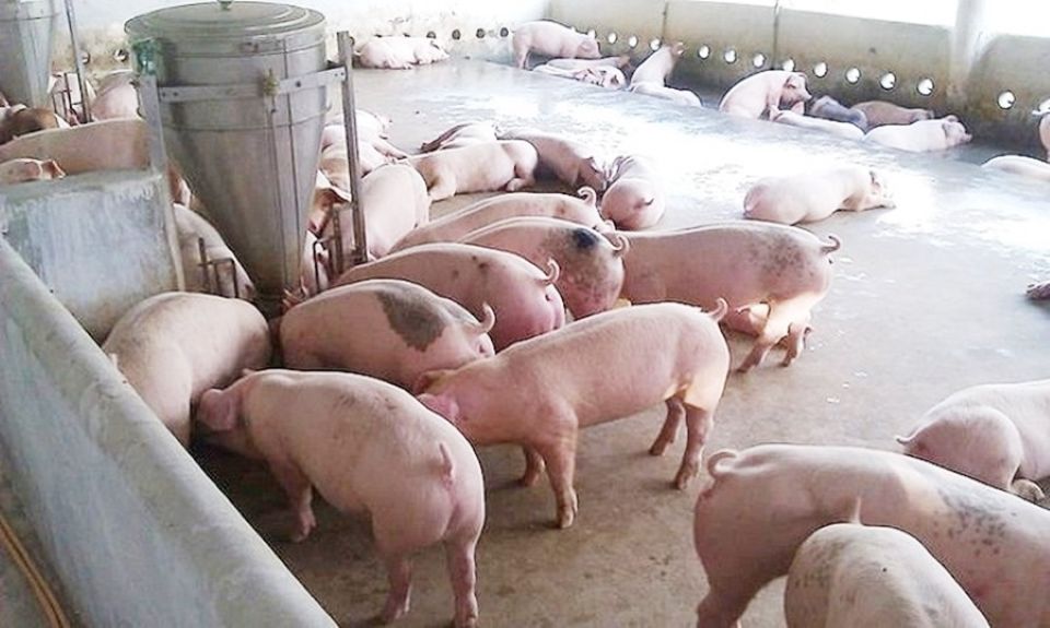 Giá heo hơi ngày 30/9/2025: Ổn định tại cả ba miền