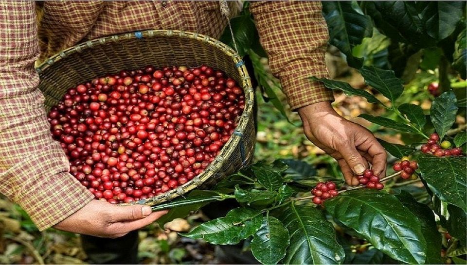 Giá nông sản ngày 1/10/2025: Cà phê và hồ tiêu đảo chiều giảm