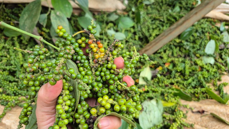 Giá nông sản ngày 3/10/2025: Cà phê tiếp tục tăng mạnh, hồ tiêu đi ngang