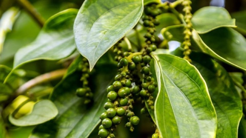 Giá nông sản ngày 5/10/2025: Cà phê bật tăng mạnh, hồ tiêu ổn định