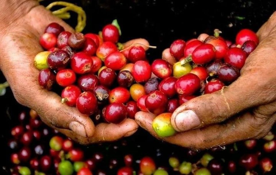 Giá nông sản ngày 6/10/2025: Cà phê và hồ tiêu cùng đi ngang