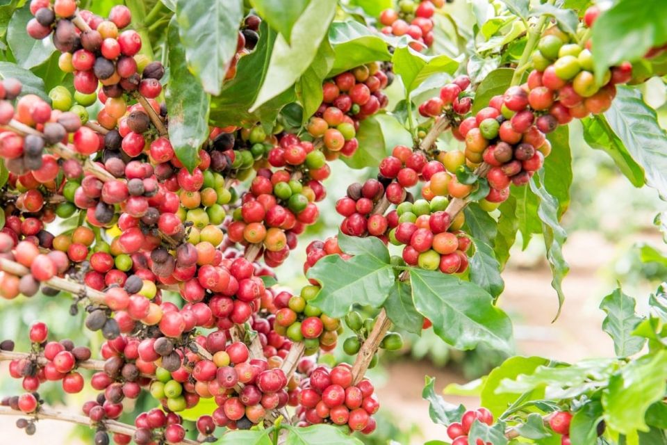 Giá nông sản ngày 7/10/2025: Hồ tiêu tăng nhẹ, cà phê ổn định ở mức cao