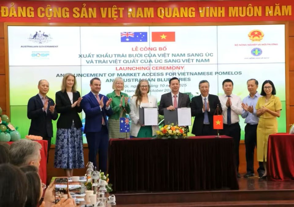 Trái bưởi Việt Nam được cấp 'visa' xuất khẩu vào Úc