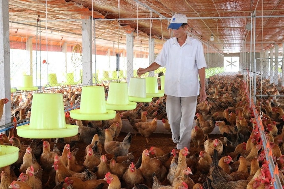 TP Hồ Chí Minh: Sau sáp nhập vùng chăn nuôi, nguồn cung thực phẩm tăng nhưng nỗi lo mới lộ diện