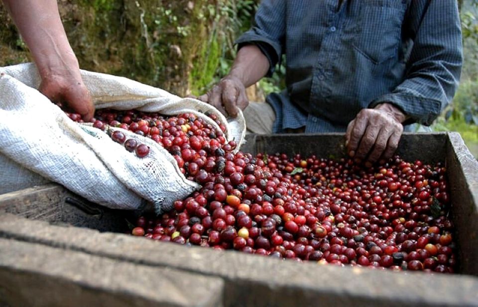 Giá nông sản ngày 12/10/2025: Cà phê tiếp tục giảm, hồ tiêu ổn định