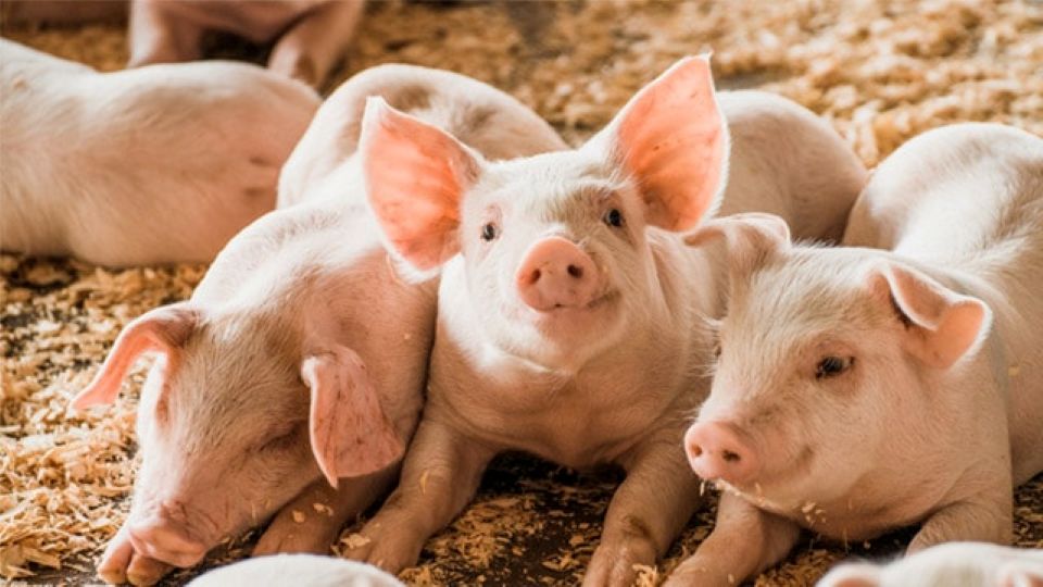 Giá heo hơi ngày 16/10/2025: Nhiều tỉnh thành tiếp tục giảm nhẹ