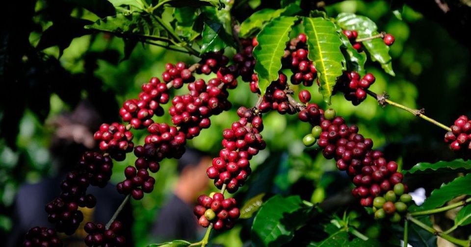 Giá nông sản ngày 18/10/2025: Cà phê tăng cao, hồ tiêu giảm nhẹ