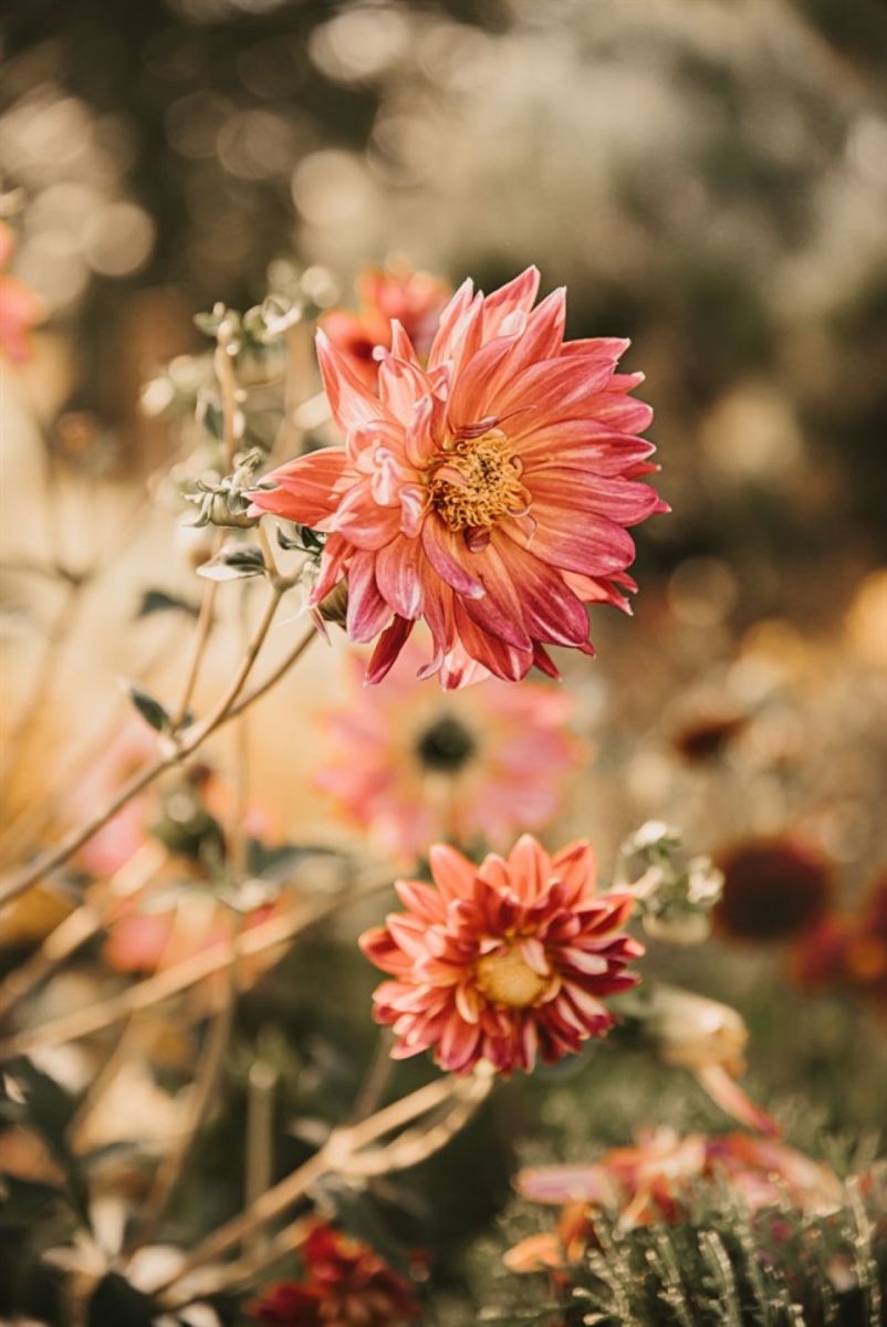 Tử vi ngày 22/10/2025 của 12 cung hoàng đạo: Bọ Cạp sức khỏe không được tốt