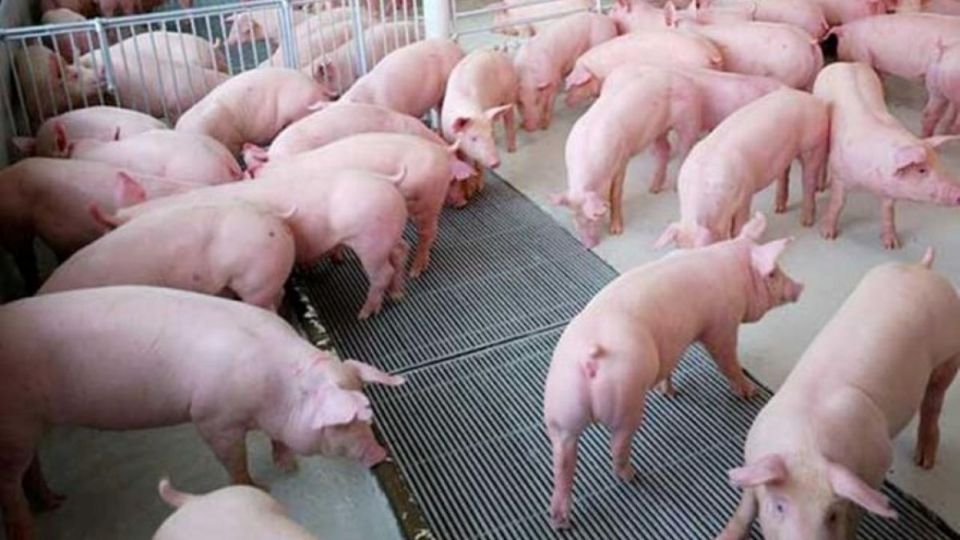 Giá heo hơi ngày 22/10/2025: Ghi nhận xu hướng tăng tại miền Bắc và Nam