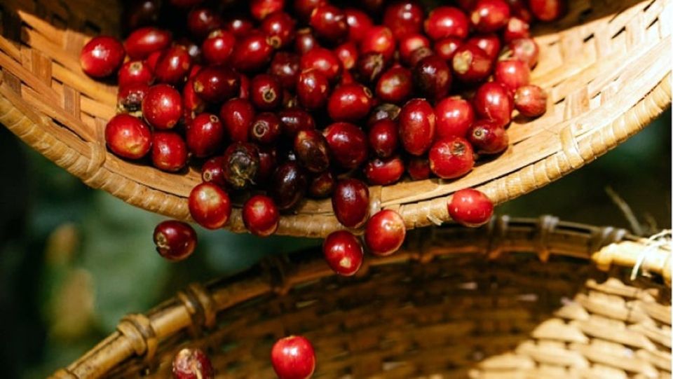 Giá nông sản ngày 22/10/2025: Cà phê và hồ tiêu đồng loạt giữ giá cao