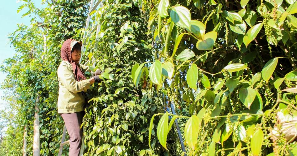 Giá nông sản ngày 22/10/2025: Cà phê và hồ tiêu đồng loạt giữ giá cao