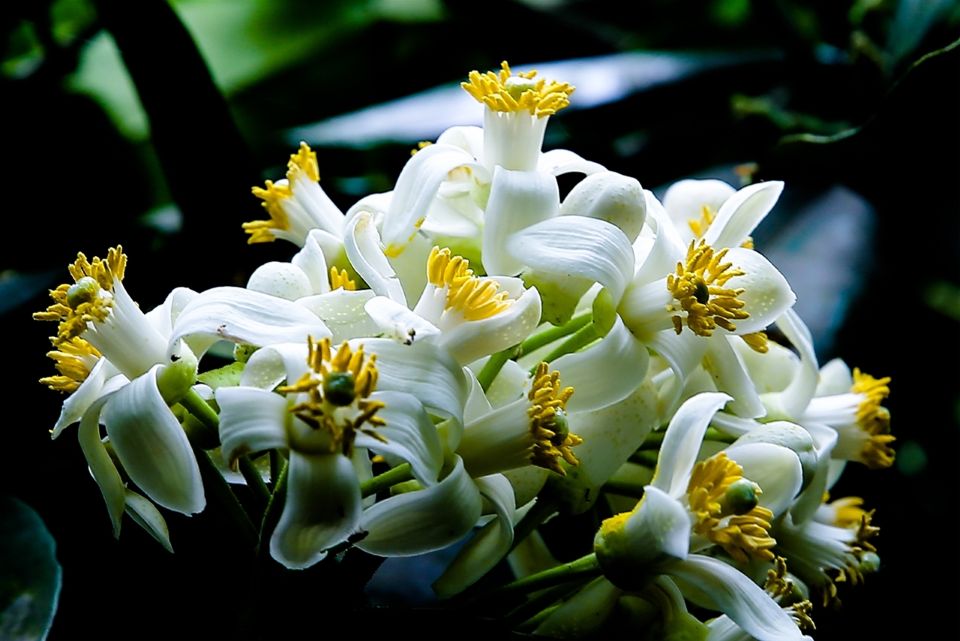 Tử vi ngày 24/10/2025 của 12 cung hoàng đạo: Song Ngư tình duyên trắc trở