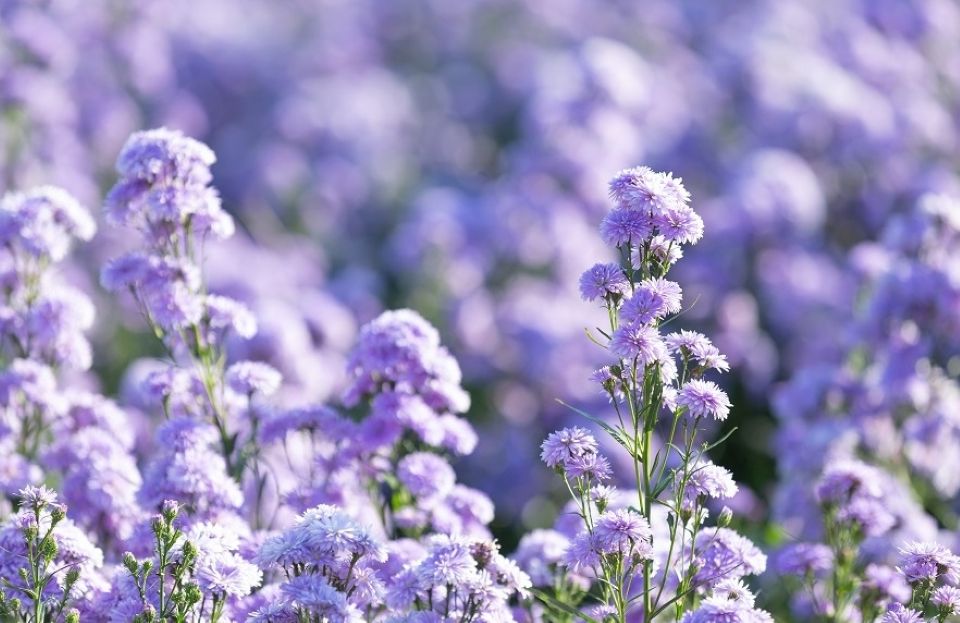 Tử vi ngày 24/10/2025 của 12 cung hoàng đạo: Song Ngư tình duyên trắc trở