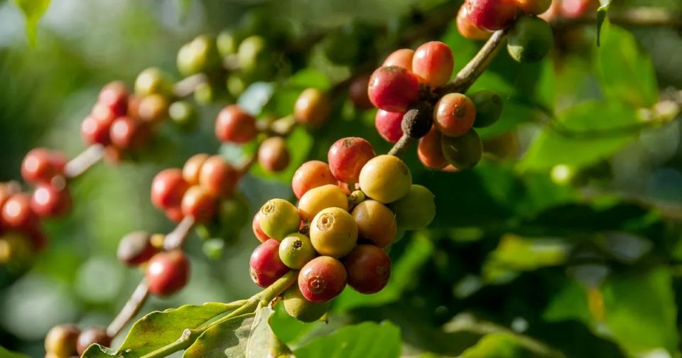 Giá nông sản ngày 26/10/2025: Cà phê giảm mạnh, hồ tiêu ổn định