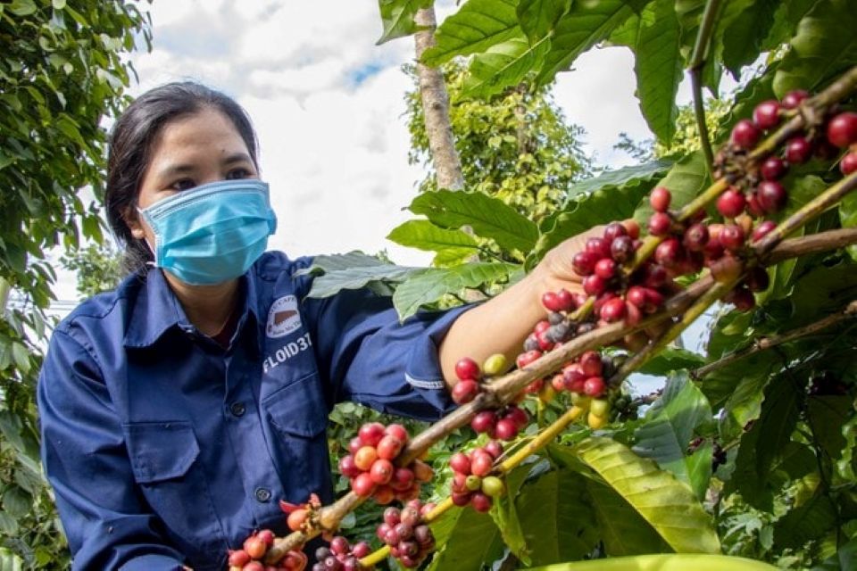 Giá nông sản ngày 27/10/2025: Cà phê và hồ tiêu cùng đi ngang