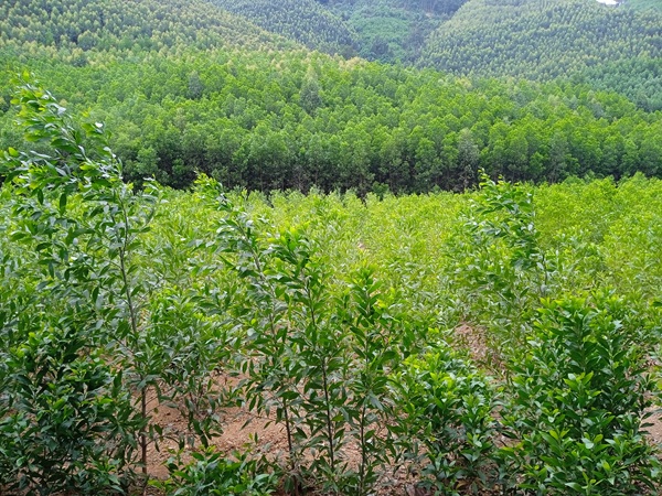 Nông dân Gia Lai nâng cao hiệu quả từ việc bón phân cho rừng trồng cây keo lai