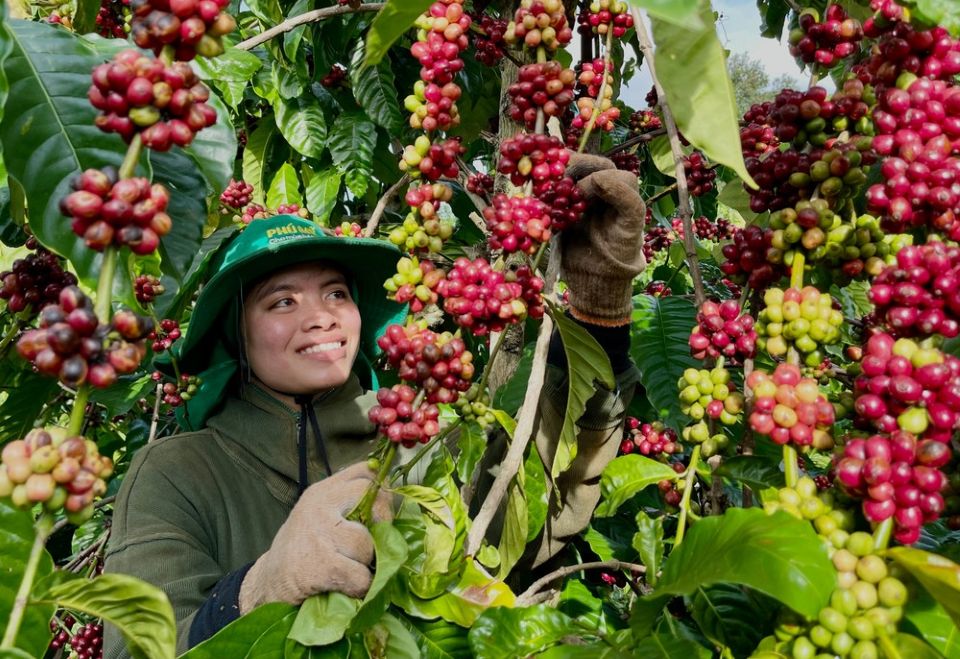 Giá nông sản ngày 29/10/2025: Cà phê đảo chiều giảm, hồ tiêu neo ở mức cao