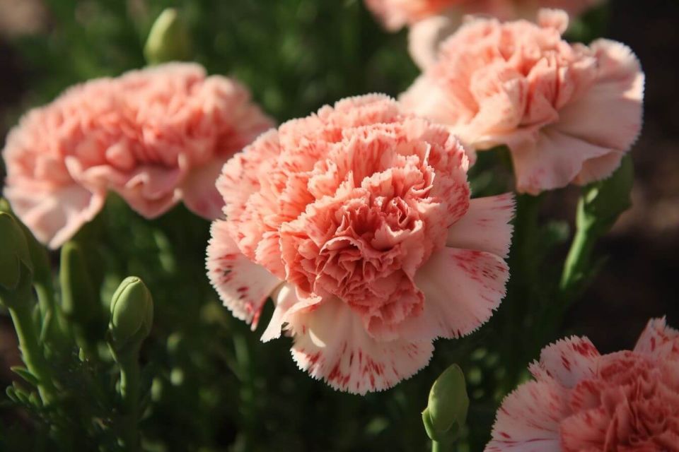 Tử vi ngày 30/10/2025 của 12 cung hoàng đạo: Ma Kết tài chính rất thuận lợi